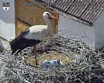 Capi_Dubne_20260608_145504.jpg
