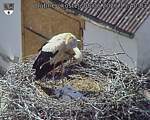 Capi_Dubne_20260608_154003.jpg