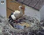 Capi_Dubne_20260608_155003.jpg