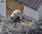 Capi_Dubne_20260608_155502.jpg