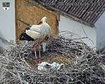 Capi_Dubne_20260608_161003.jpg