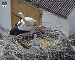 Capi_Dubne_20260608_162004.jpg