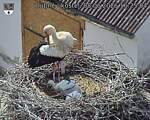 Capi_Dubne_20260608_162504.jpg