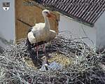 Capi_Dubne_20260608_163002.jpg