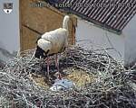 Capi_Dubne_20260608_164003.jpg