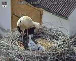 Capi_Dubne_20260608_164503.jpg