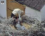 Capi_Dubne_20260608_165002.jpg