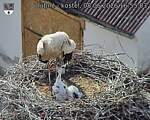 Capi_Dubne_20260608_165503.jpg