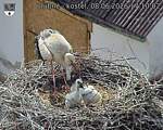 Capi_Dubne_20260608_171002.jpg