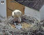 Capi_Dubne_20260608_171503.jpg
