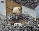 Capi_Dubne_20260608_174504.jpg