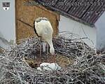 Capi_Dubne_20260608_175003.jpg