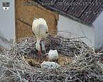 Capi_Dubne_20260608_175503.jpg