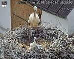 Capi_Dubne_20260608_182502.jpg
