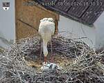 Capi_Dubne_20260608_183003.jpg