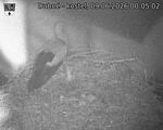 Capi_Dubne_20260609_000502.jpg