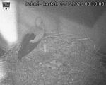 Capi_Dubne_20260609_001003.jpg