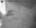 Capi_Dubne_20260609_003003.jpg