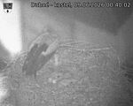 Capi_Dubne_20260609_004002.jpg