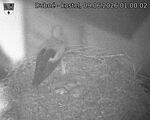 Capi_Dubne_20260609_010002.jpg