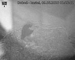 Capi_Dubne_20260609_012502.jpg