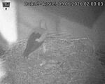 Capi_Dubne_20260609_020003.jpg