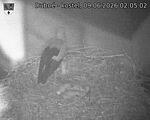 Capi_Dubne_20260609_020502.jpg