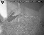 Capi_Dubne_20260609_031002.jpg
