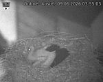 Capi_Dubne_20260609_035503.jpg
