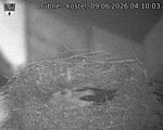 Capi_Dubne_20260609_041003.jpg
