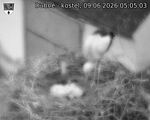 Capi_Dubne_20260609_050503.jpg