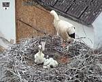 Capi_Dubne_20260609_052503.jpg