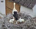 Capi_Dubne_20260609_054503.jpg