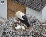 Capi_Dubne_20260609_055002.jpg