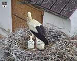Capi_Dubne_20260609_055504.jpg