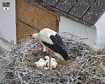Capi_Dubne_20260609_060002.jpg