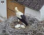 Capi_Dubne_20260609_060503.jpg