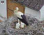 Capi_Dubne_20260609_061003.jpg