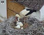 Capi_Dubne_20260609_062502.jpg
