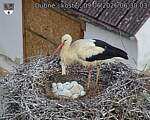 Capi_Dubne_20260609_063003.jpg