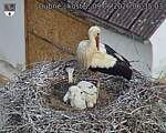 Capi_Dubne_20260609_063503.jpg