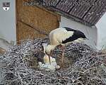 Capi_Dubne_20260609_064005.jpg