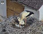 Capi_Dubne_20260609_064504.jpg