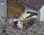 Capi_Dubne_20260609_065003.jpg