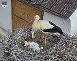 Capi_Dubne_20260609_065504.jpg