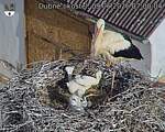 Capi_Dubne_20260609_070004.jpg