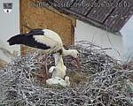 Capi_Dubne_20260609_072002.jpg
