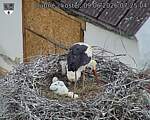Capi_Dubne_20260609_072504.jpg