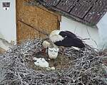 Capi_Dubne_20260609_073003.jpg