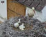 Capi_Dubne_20260609_080503.jpg